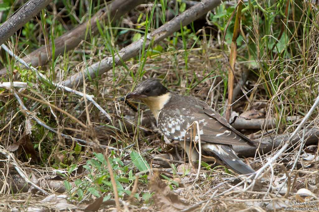 Coucou geai mâle adulte, identification, régime, pêche/chasse