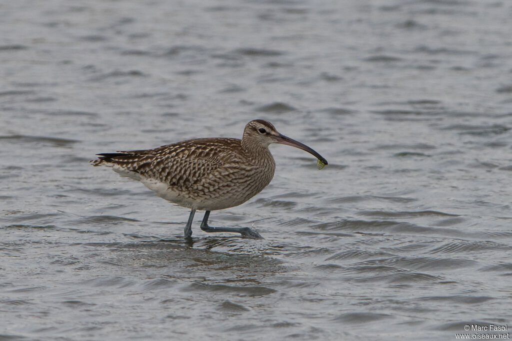 Eurasian Whimbreladult, identification