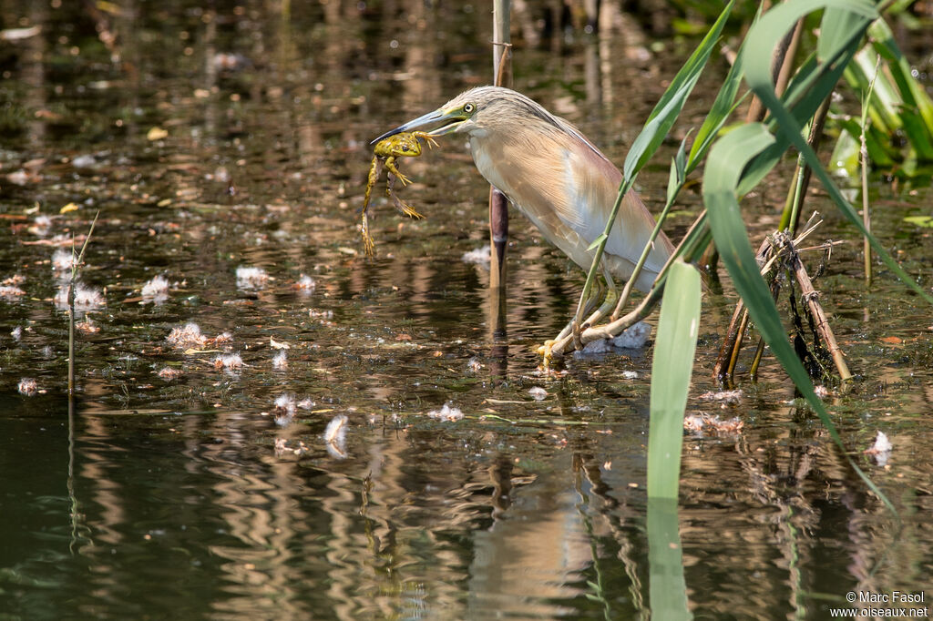 Crabier cheveluadulte nuptial, identification, régime, Comportement