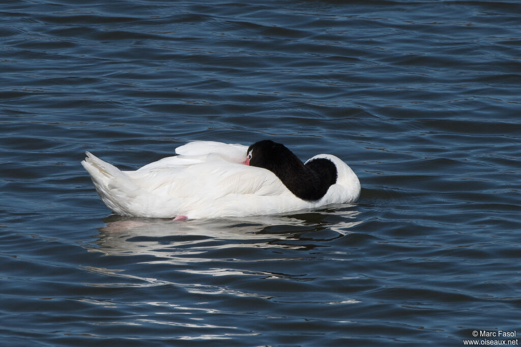 Cygne à cou noiradulte, identification, nage