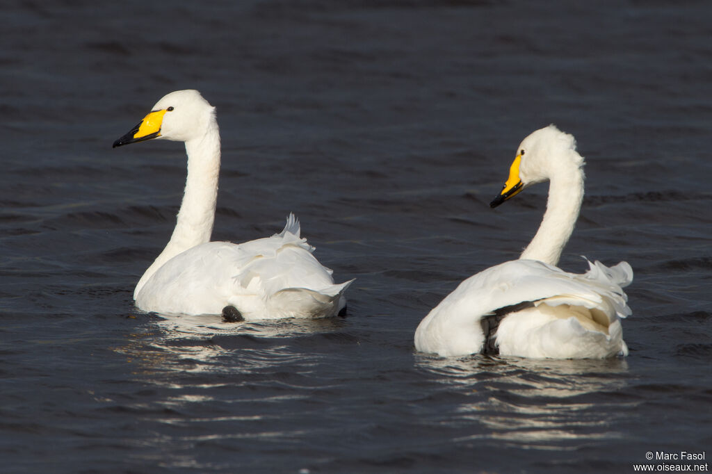 Whooper Swanadult post breeding