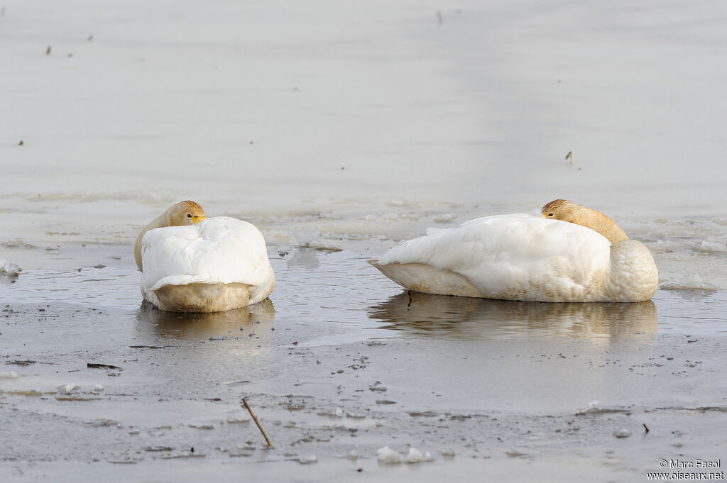 Whooper Swanadult