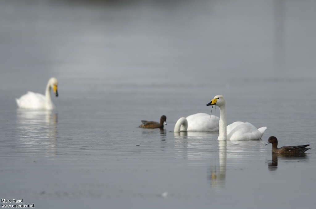 Cygne chanteuradulte nuptial, régime, mange, Comportement
