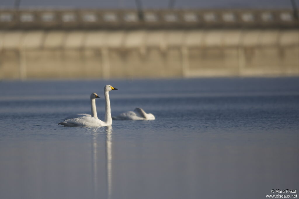 Cygne chanteuradulte, identification