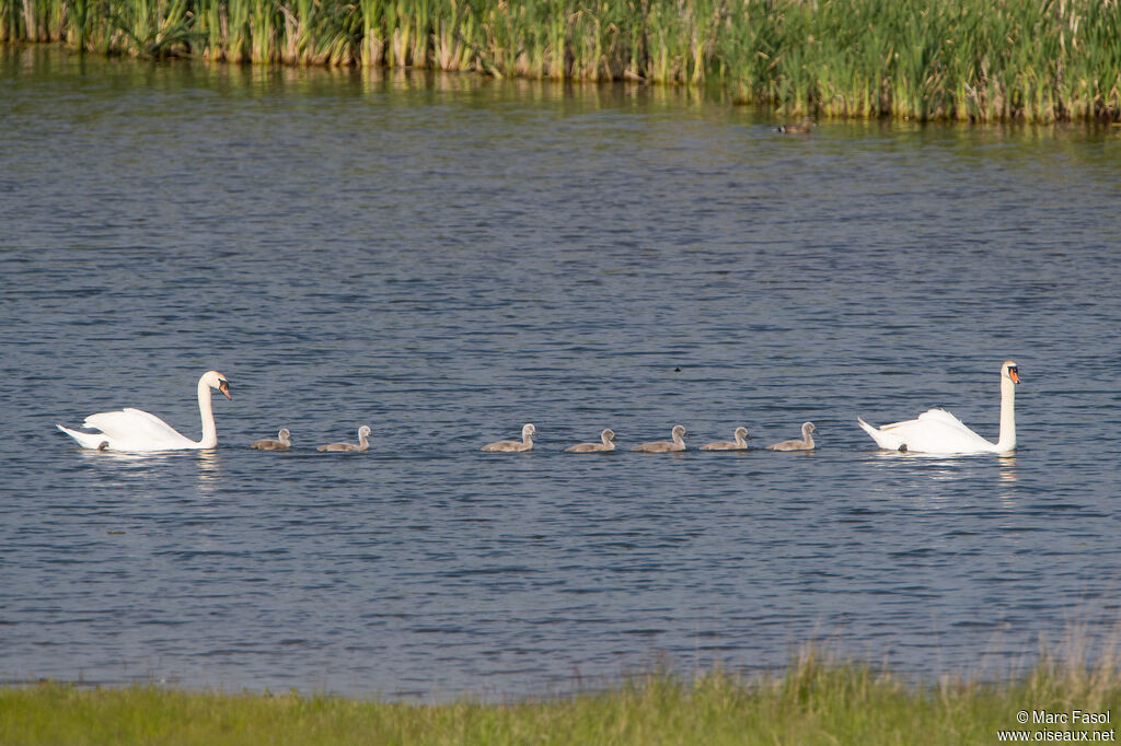 Mute Swan, identification, swimming