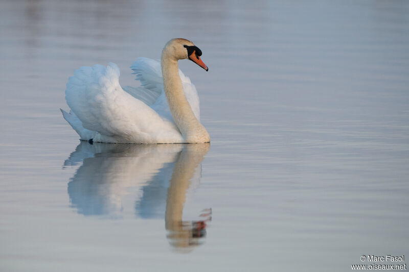 Cygne tuberculé mâle adulte nuptial, nage