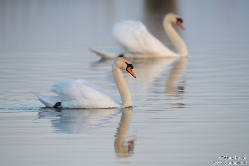 Cygne tuberculéadulte nuptial, nage