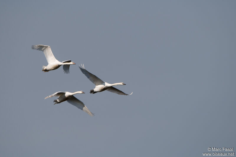 Cygne tuberculéadulte, Vol