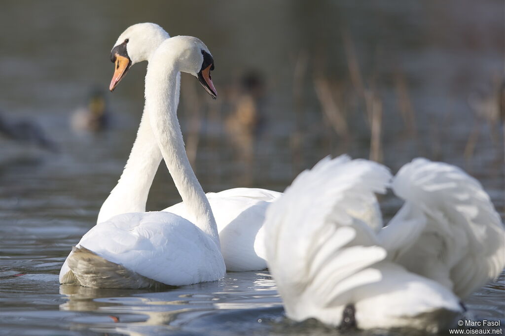 Cygne tuberculé adulte nuptial, Comportement