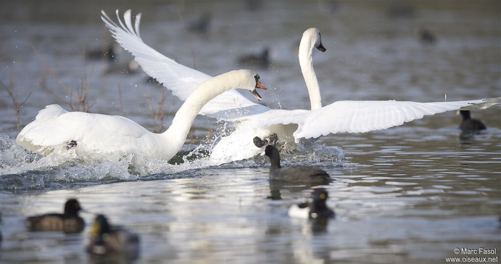 Cygne tuberculé mâle, Comportement