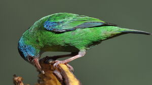 Dacnis bleu