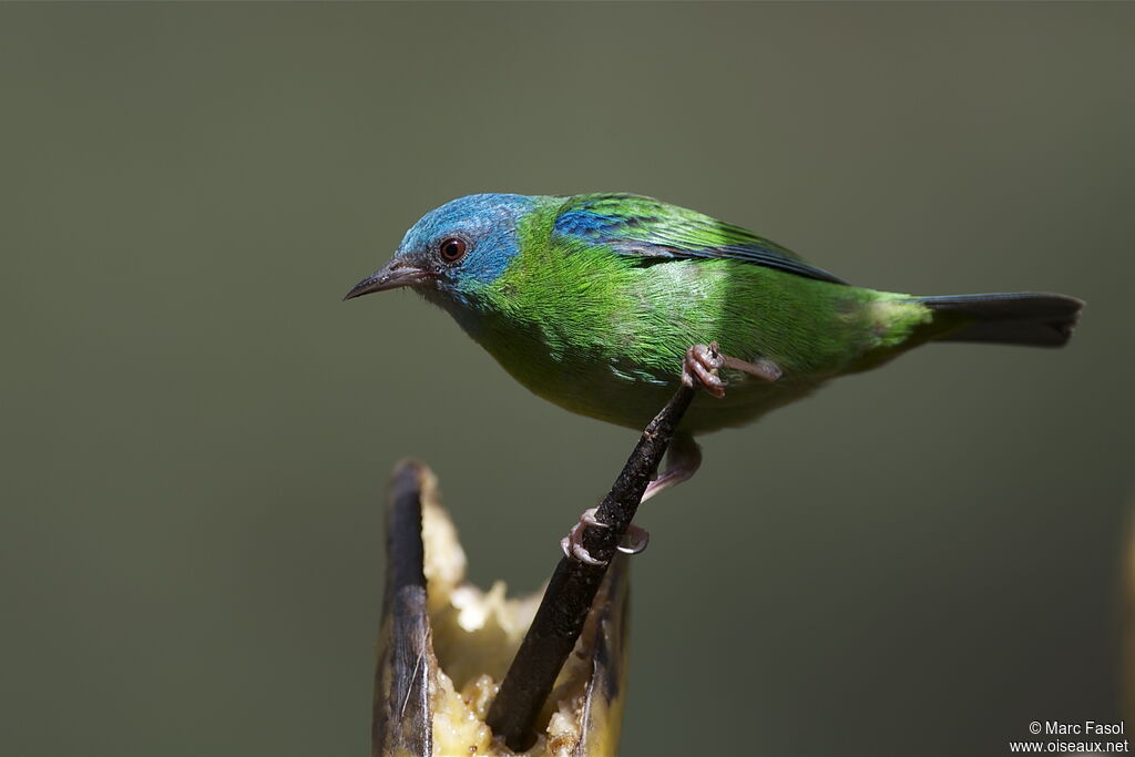 Blue Dacnis female, identification