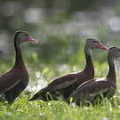 Dendrocygne à ventre noir