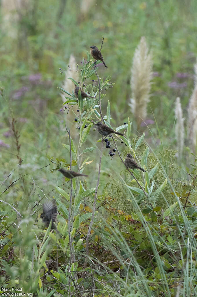 Donacospize des marais, habitat, pigmentation
