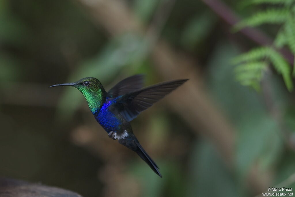 Fork-tailed Woodnymph male adult breeding, Flight