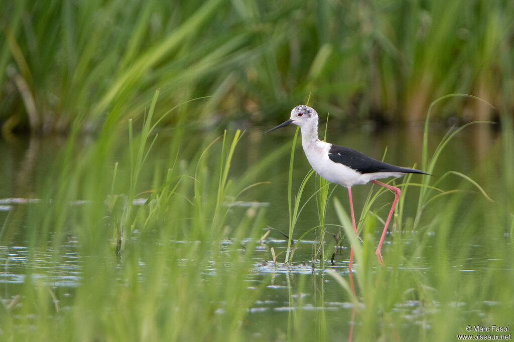 Black-winged Stilt female adult, identification, walking