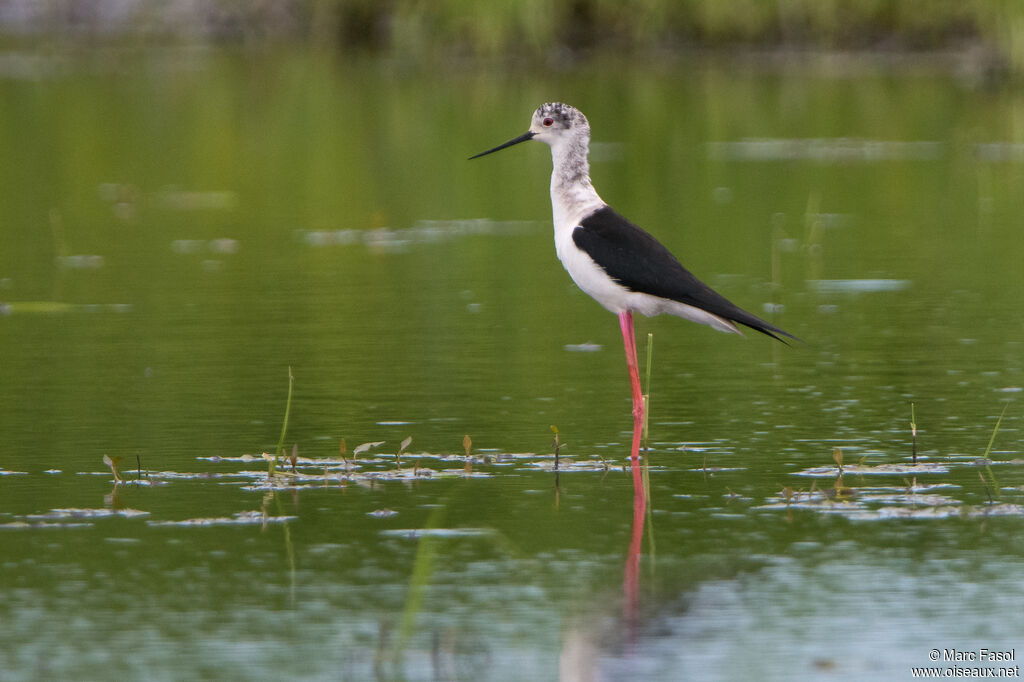 Black-winged Stilt female adult, identification