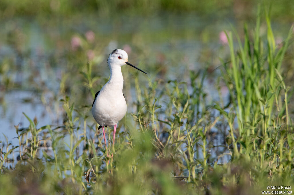 Échasse blanche mâle adulte, identification