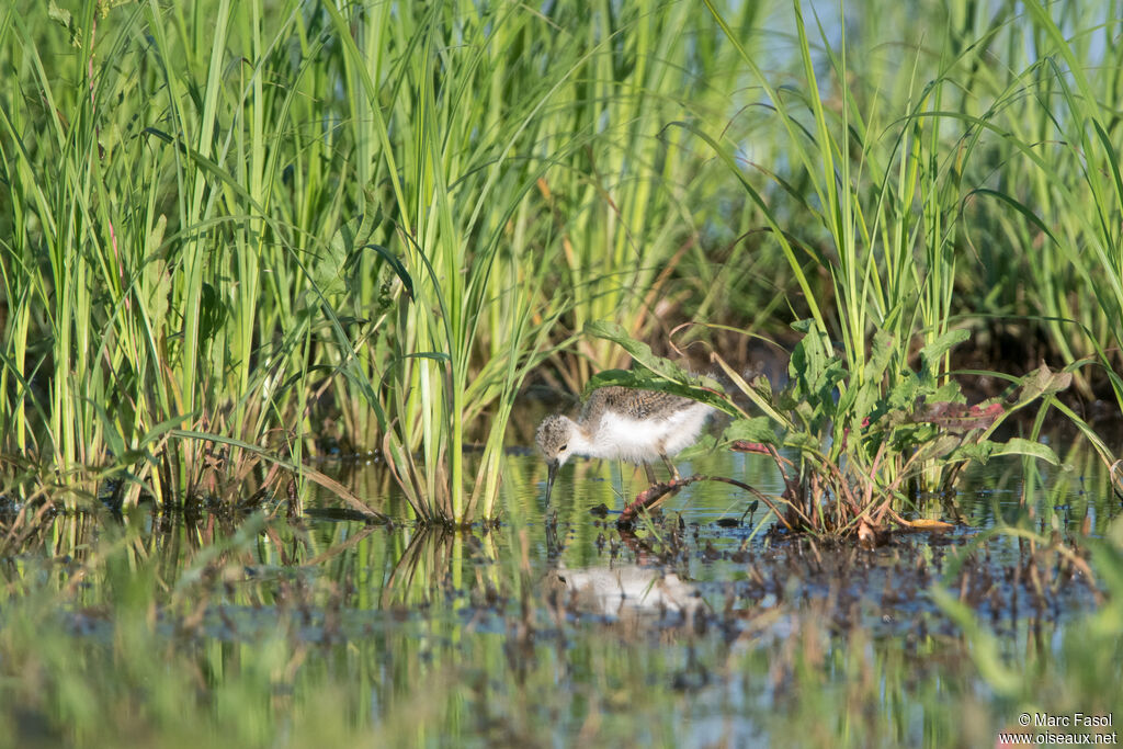 Échasse blanchePoussin, identification, marche