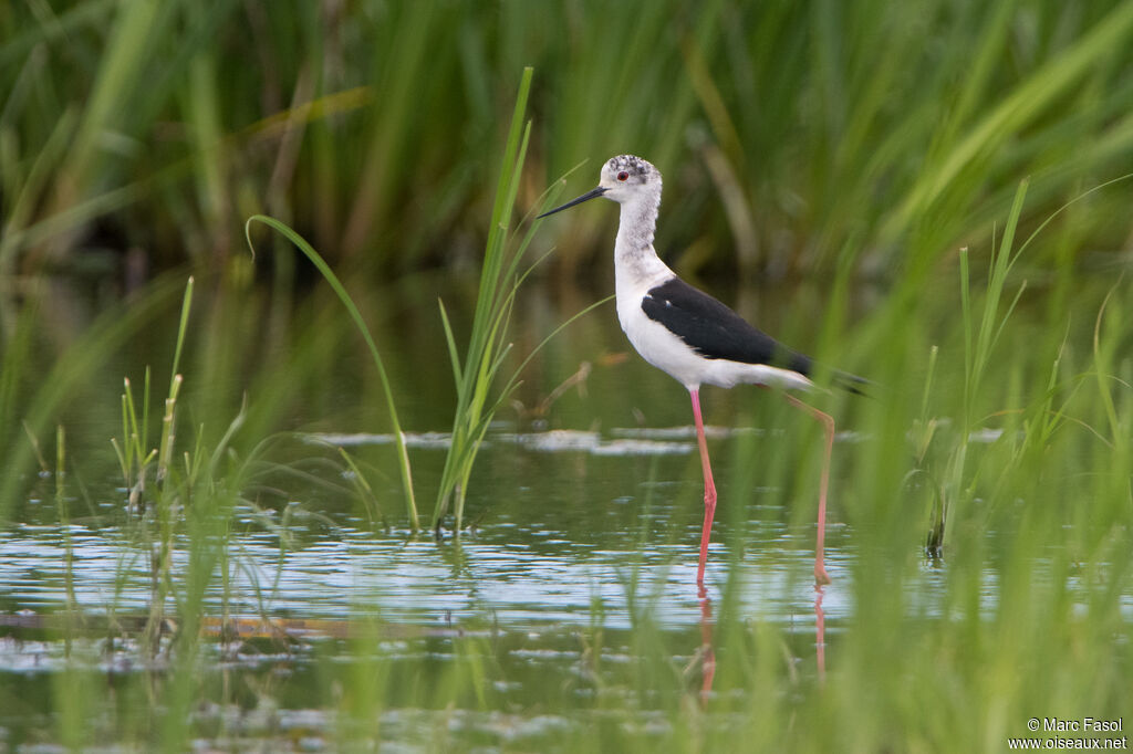 Black-winged Stilt female adult, identification, walking