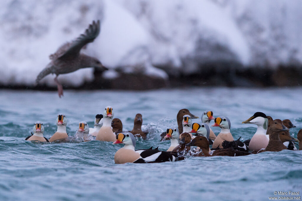 King Eider, swimming
