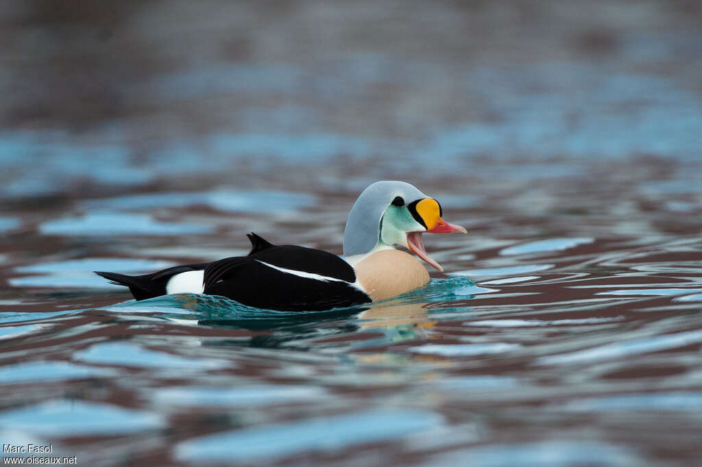 Eider à tête grise mâle adulte nuptial, pigmentation, chant