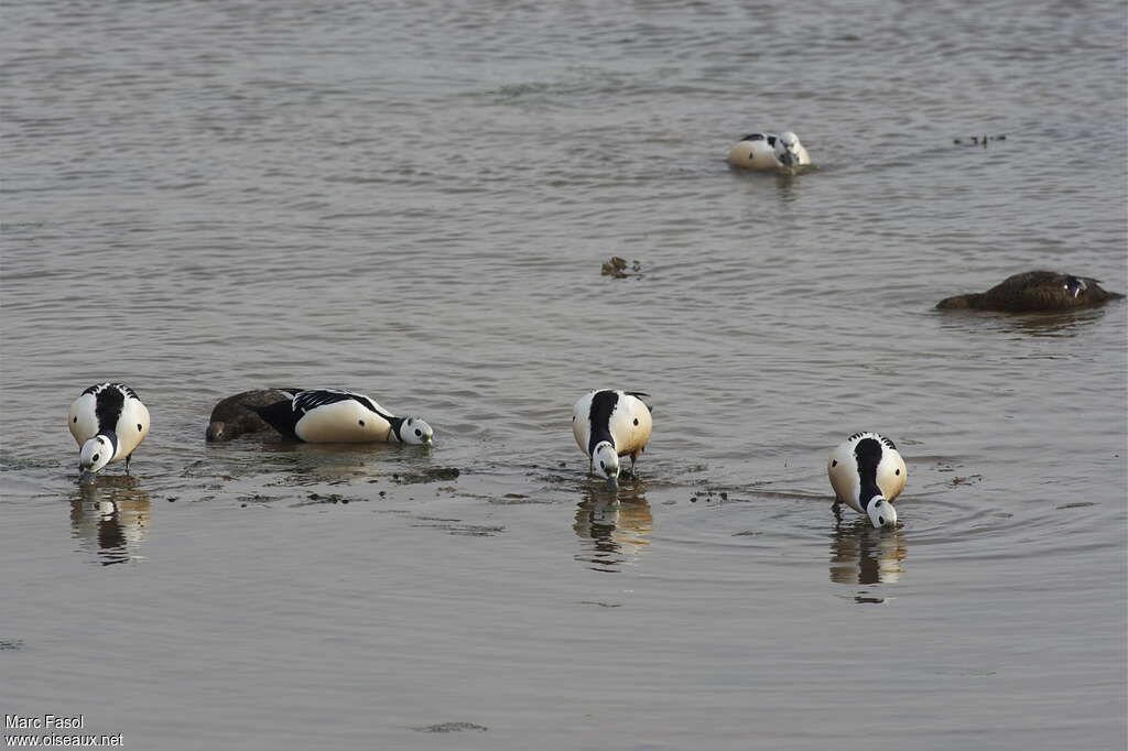 Steller's Eideradult breeding, habitat, eats, Behaviour
