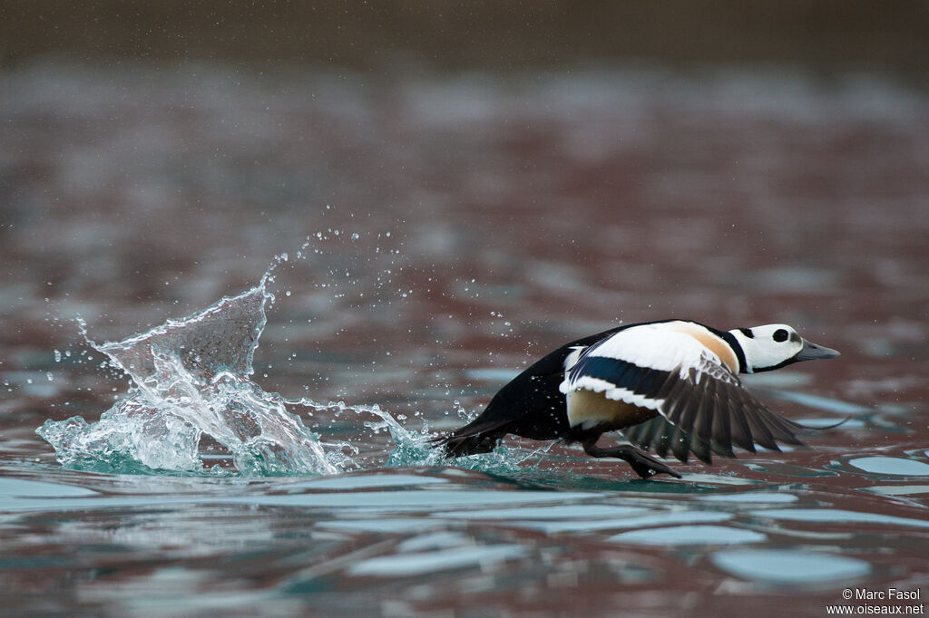 Steller's Eider male adult breeding, pigmentation, Flight