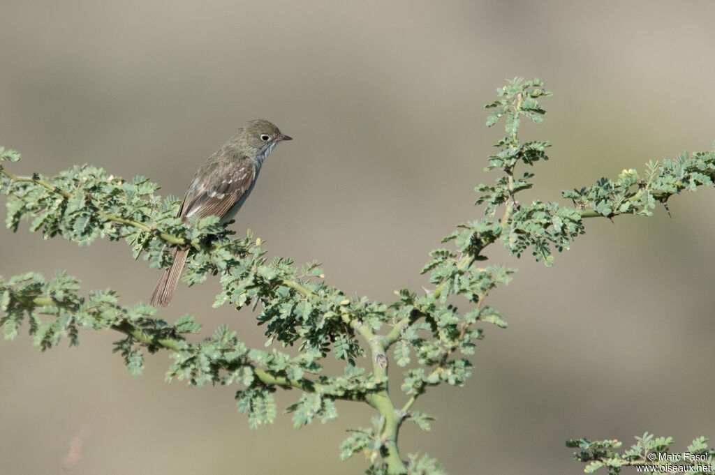 Élénie à bec courtadulte, identification