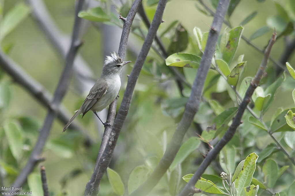 Grey-and-white Tyrannuletadult, identification