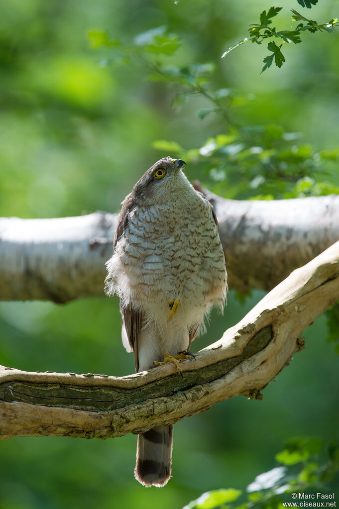 Eurasian Sparrowhawk female adult, identification, fishing/hunting