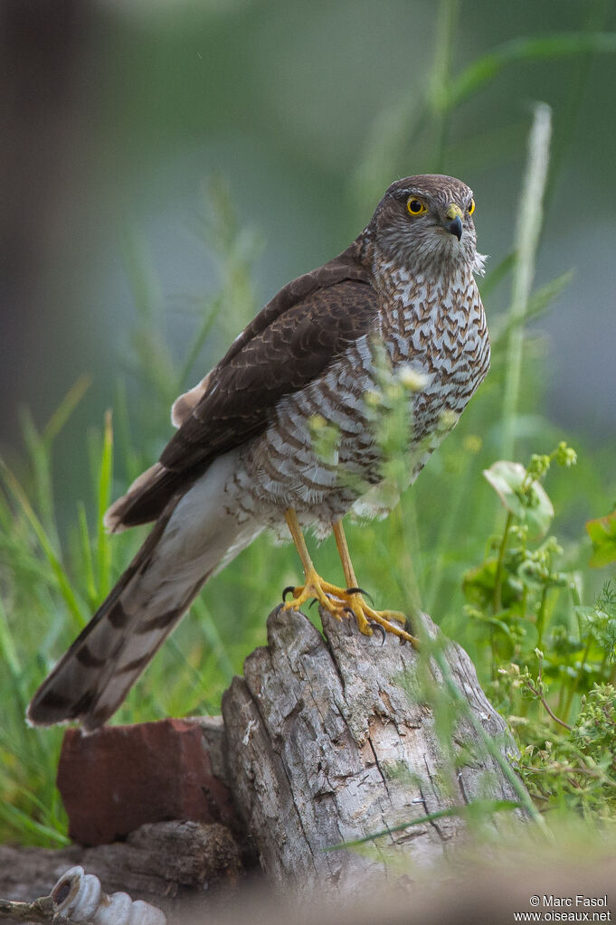 Épervier d'Europe femelle adulte, identification