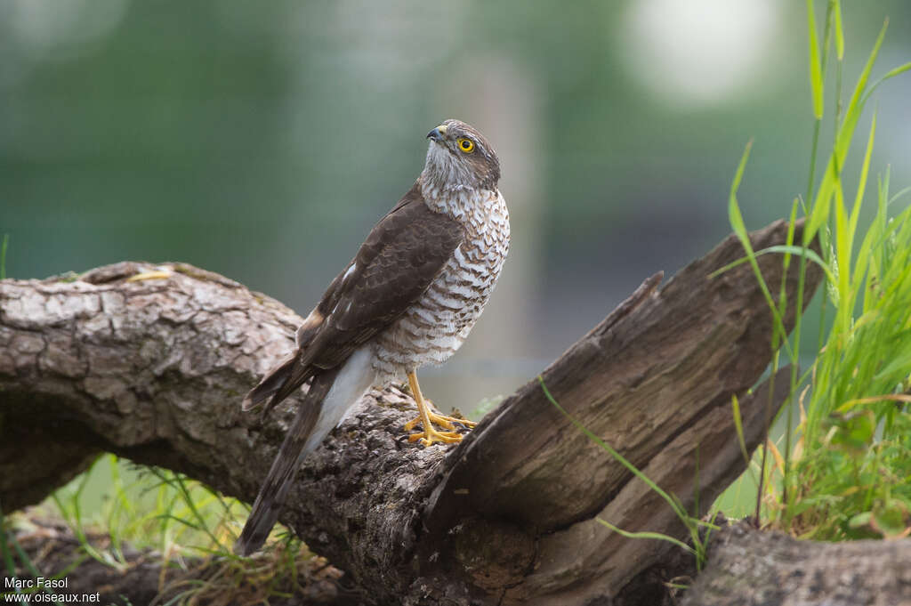 Eurasian Sparrowhawk female immature, identification