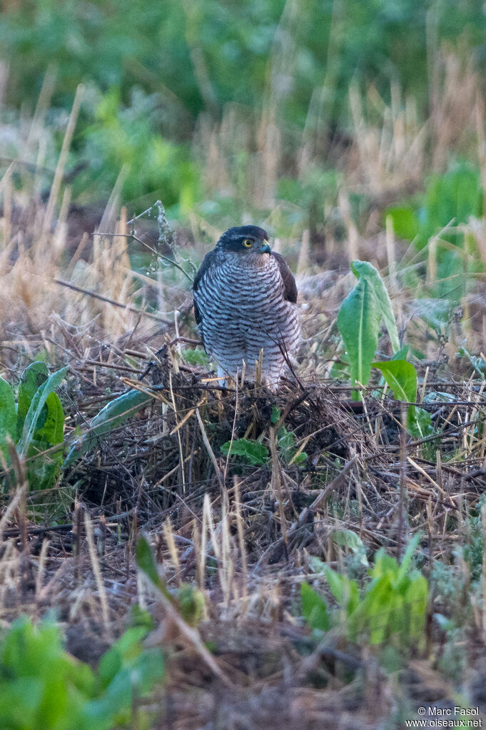 Épervier d'Europe femelle, identification