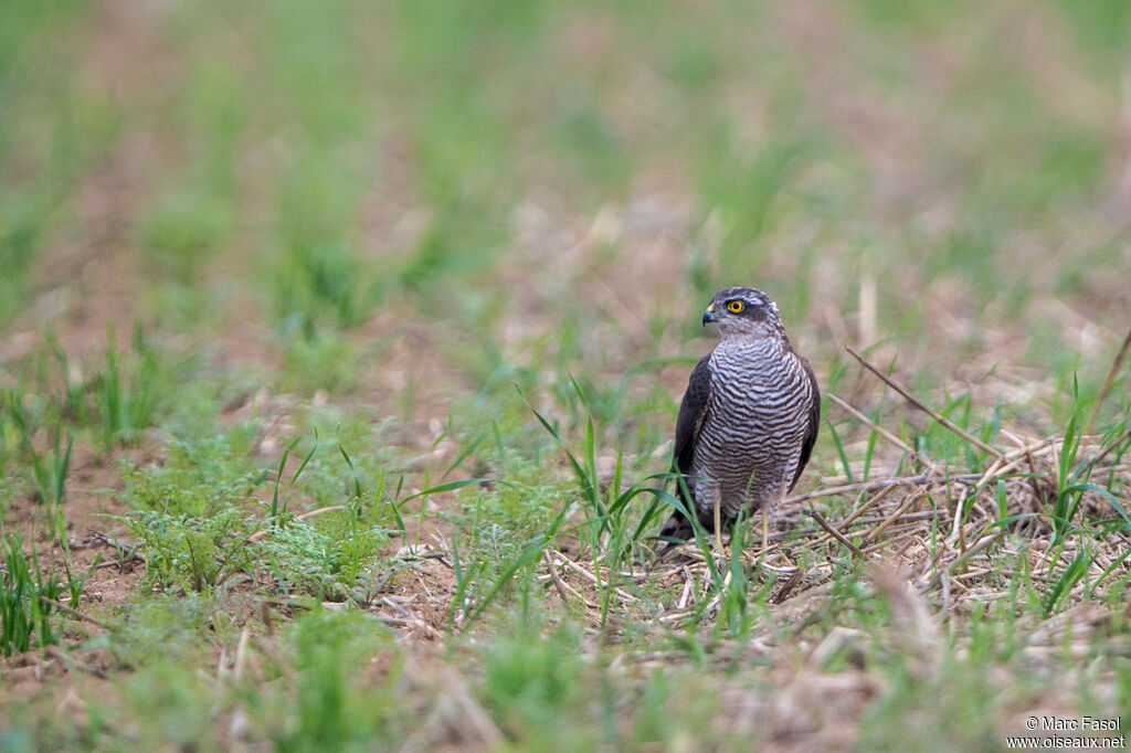 Épervier d'Europe femelle adulte, identification, pêche/chasse