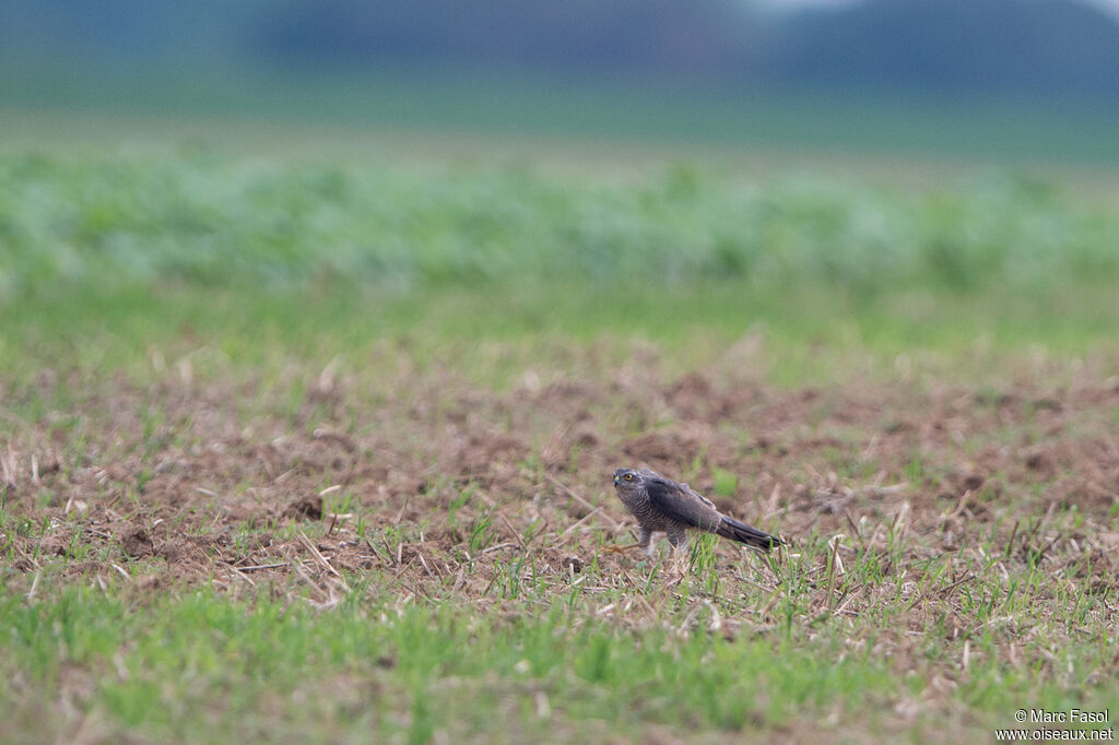 Épervier d'Europe femelle adulte, identification, pêche/chasse