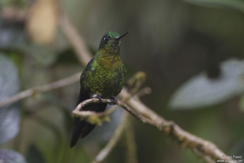 Golden-breasted Pufflegadult, identification