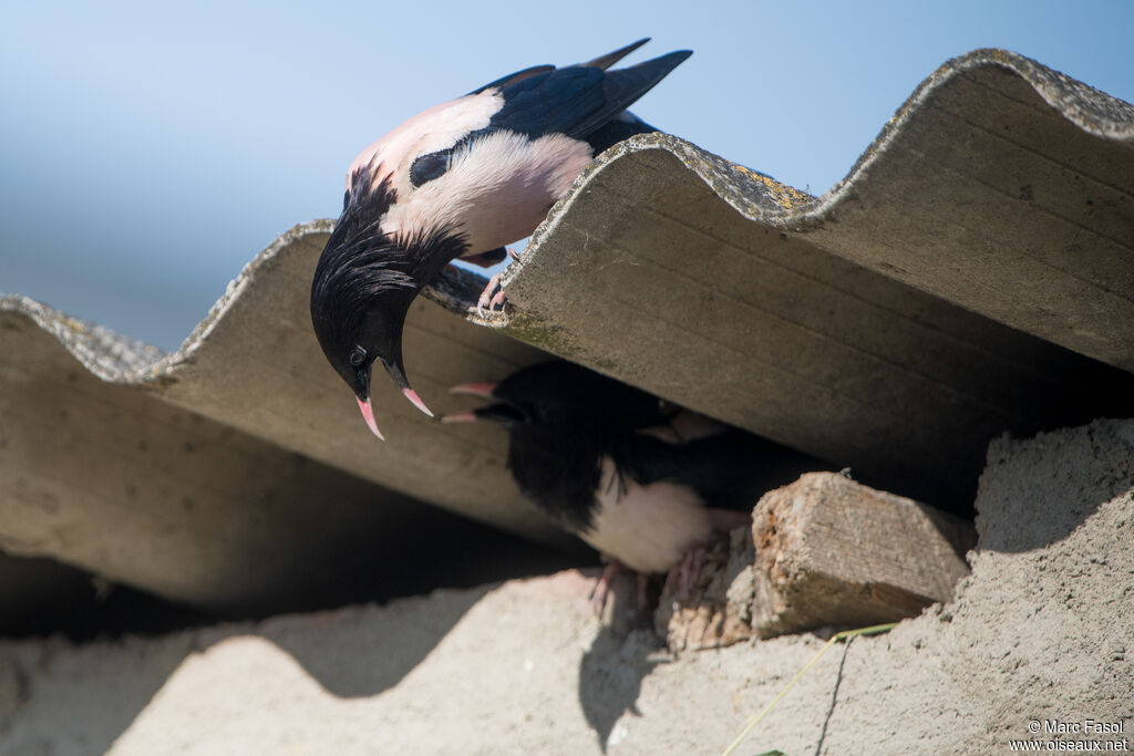 Rosy Starlingadult, Reproduction-nesting, colonial reprod.