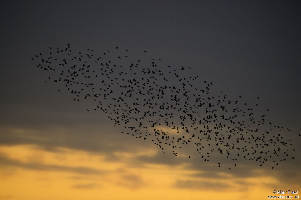 Common Starling, Flight