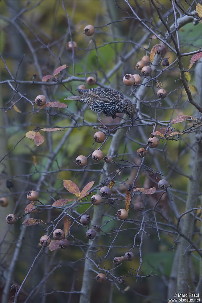Common Starling, identification, feeding habits, Behaviour