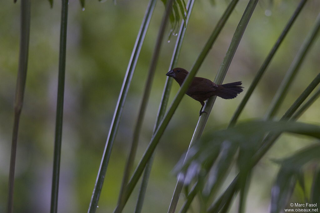 Blue-black Grosbeak female, identification