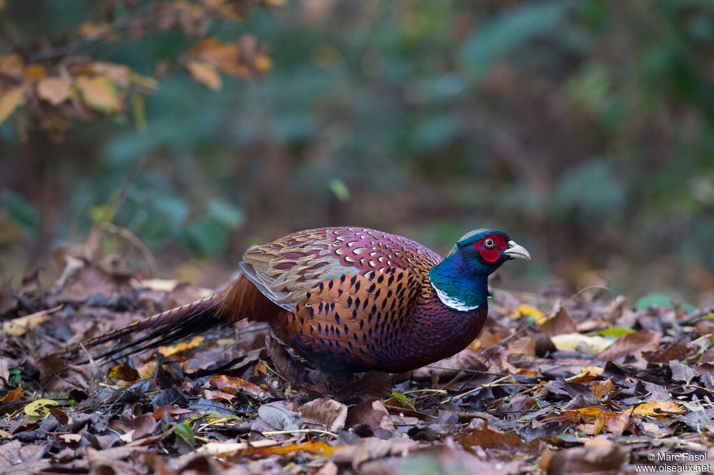 Common Pheasantadult, identification, walking