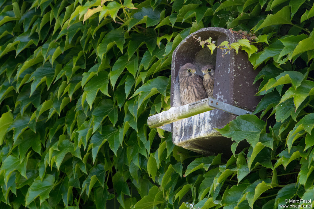 Common Kestreljuvenile, identification, Reproduction-nesting