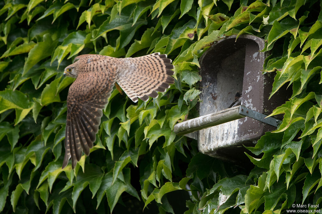 Common Kestrel female adult breeding, Reproduction-nesting