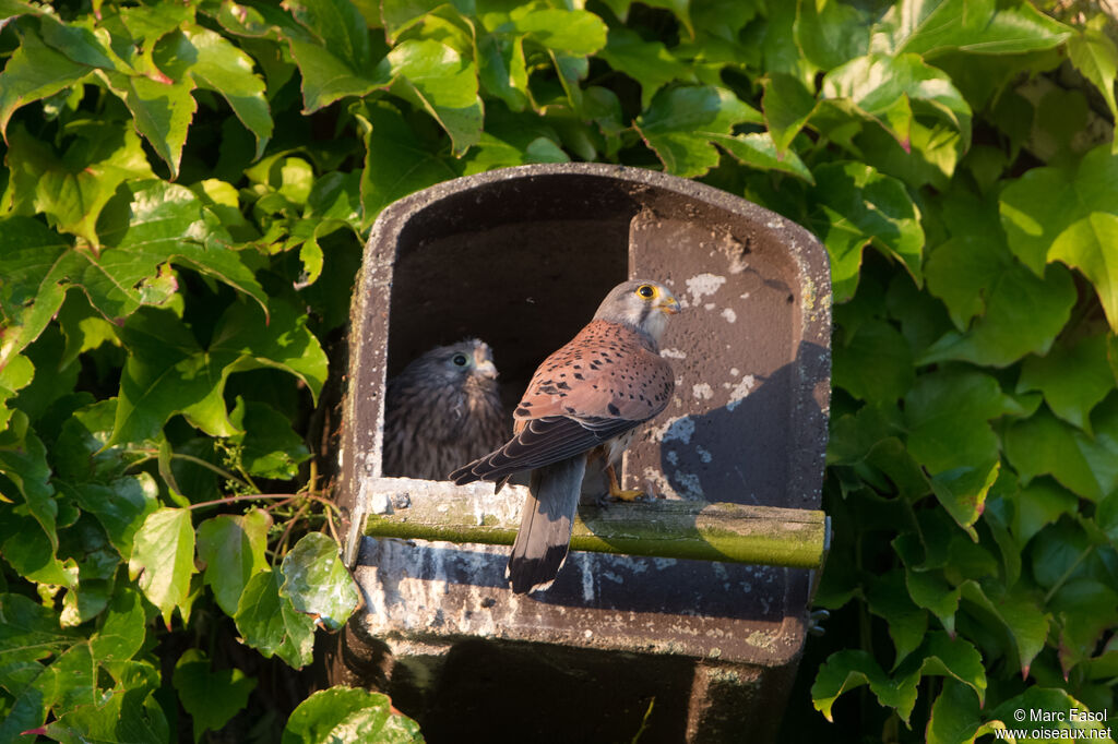Common Kestrel male adult breeding, identification, feeding habits, Reproduction-nesting
