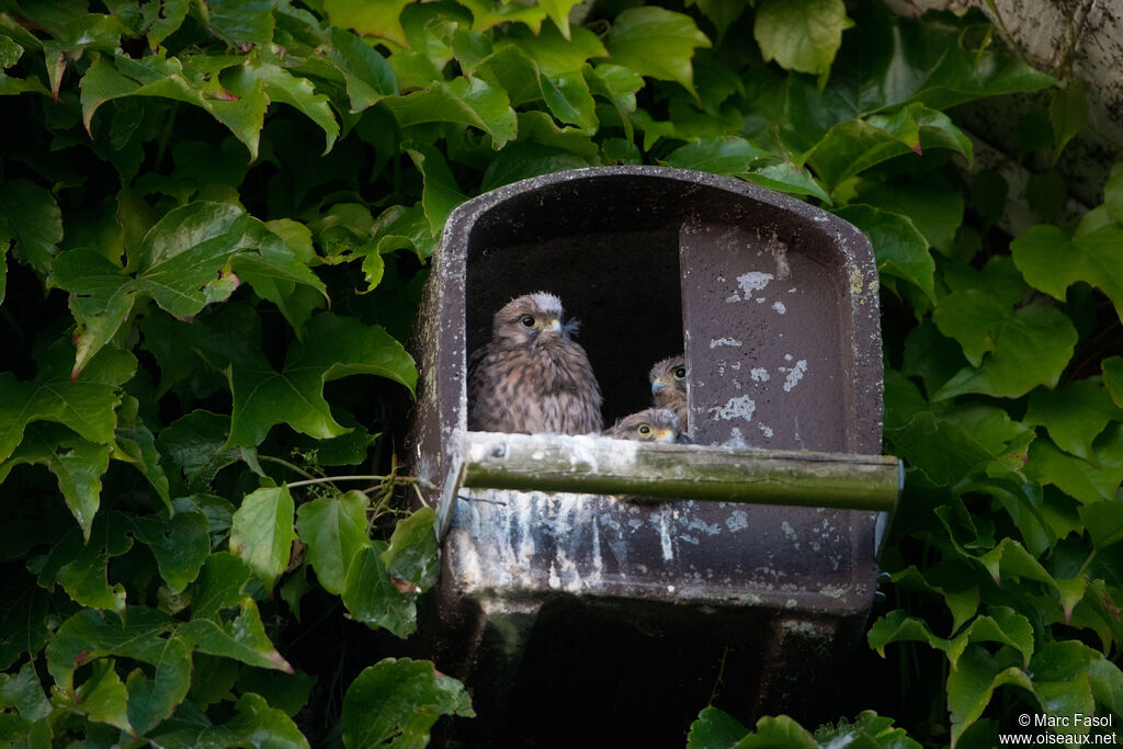 Common Kestrel, Reproduction-nesting