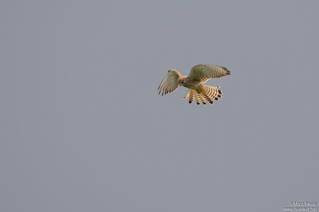 Common Kestrel female adult post breeding, identification, Flight, Behaviour