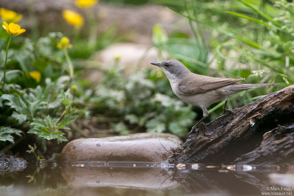 Fauvette babillardeadulte nuptial, identification, boit