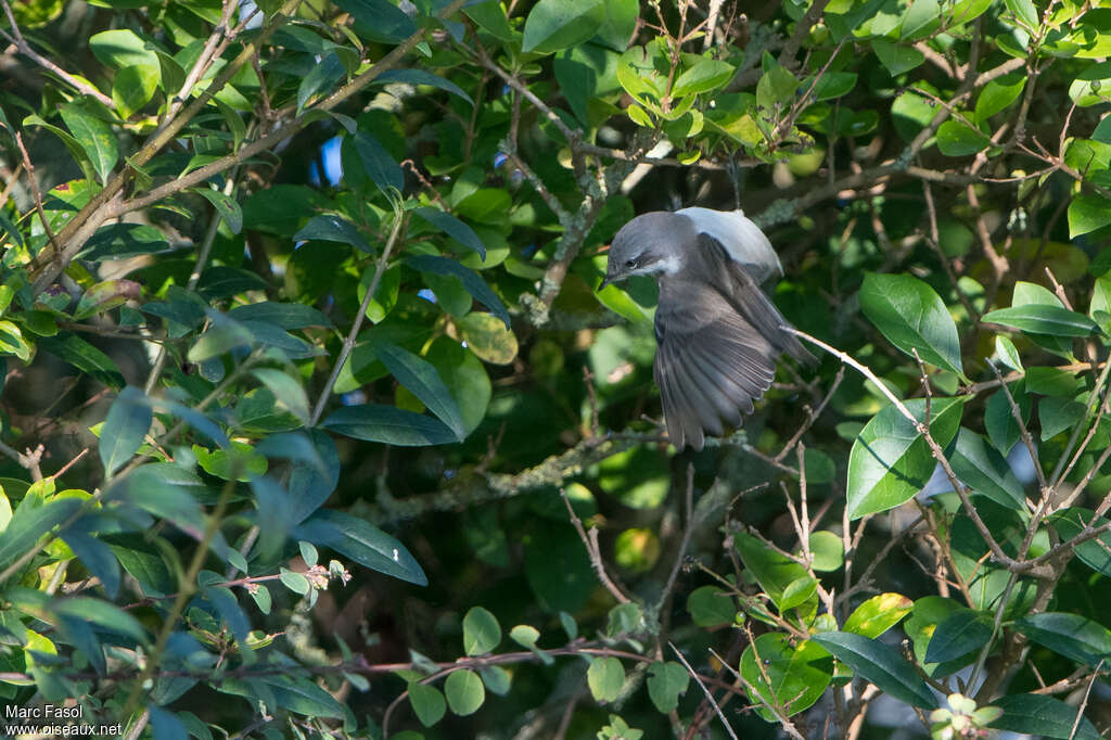 Lesser Whitethroatadult, habitat