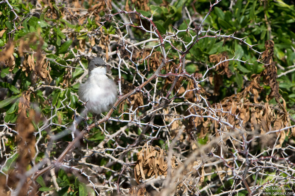 Fauvette babillarde mâle adulte, identification